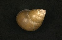 圓田螺藏品圖，第1張